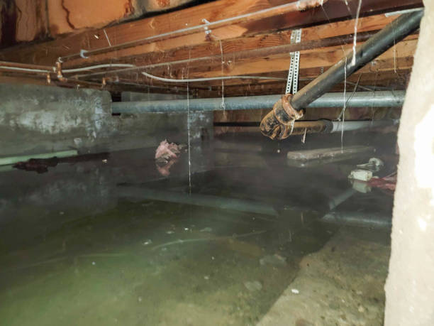 Best Ceiling water damage repair  in Mount Morris, IL
