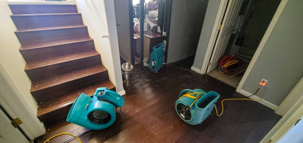 Best Mold removal after water damage  in Mount Morris, IL